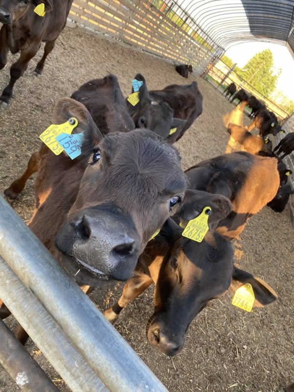 【北海道】牛舎の仔牛たち